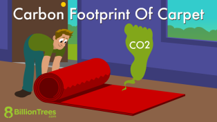 Man rolling out a new red carpet sees CO2 and wonders about the carbon footprint of carpet.